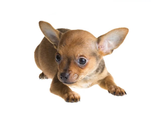 Cachorro chihuahua de pelo corto delante de un fondo blanco — Foto de Stock