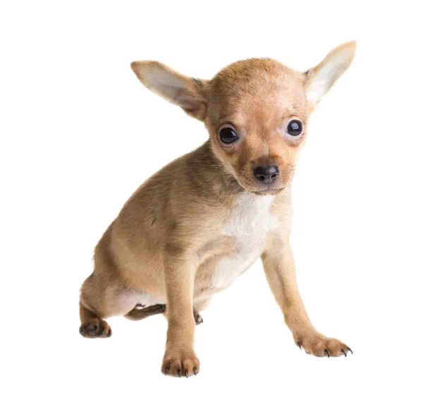 Cachorro chihuahua de cabelos curtos na frente de um fundo branco — Fotografia de Stock