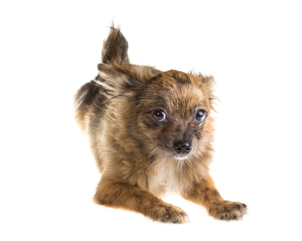 Chihuahua — Stockfoto