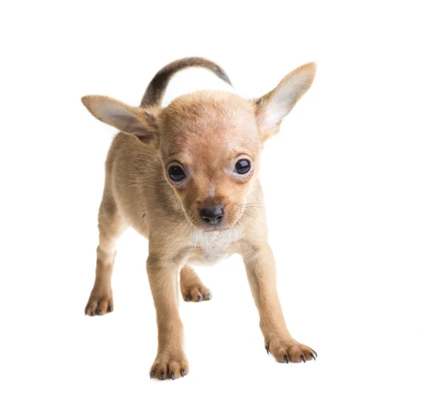 Cachorro chihuahua de cabelos curtos na frente de um fundo branco — Fotografia de Stock