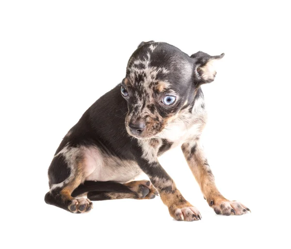 Chihuahua — Stock Photo, Image