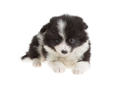 pomeranian spitz portresi
