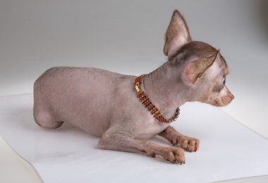 Çince Tepeli Köpek