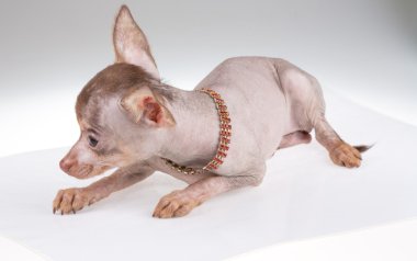 Çince Tepeli Köpek