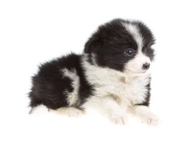 pomeranian spitz portresi