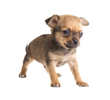 Chihuahua