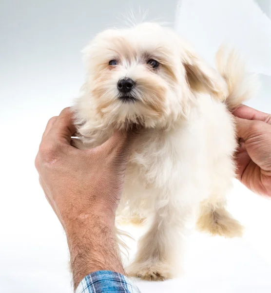 Färg knähund i studio — Stockfoto