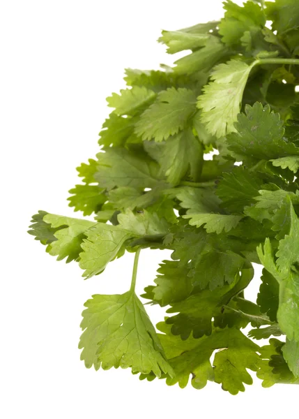 Cilantro fresco — Foto de Stock