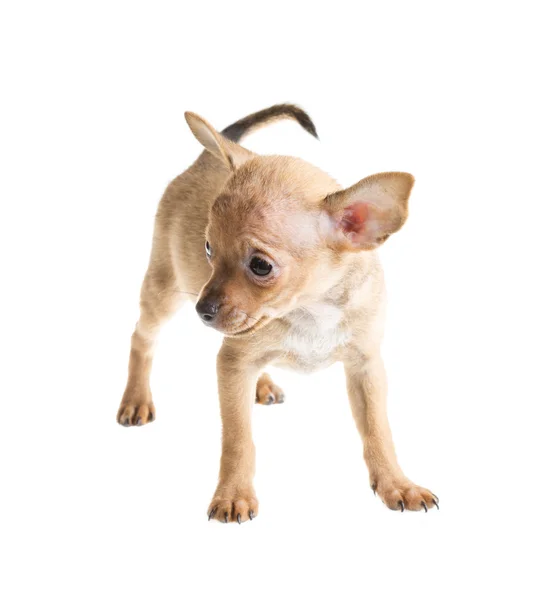 Kortharige chihuahua puppy voor een witte achtergrond — Stockfoto