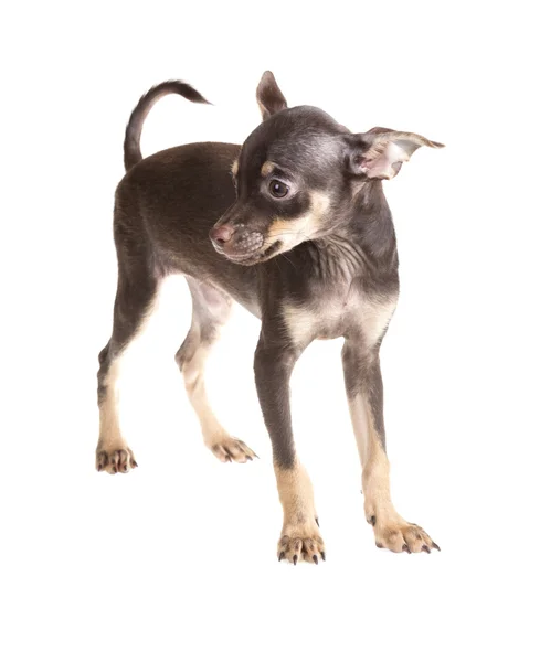 Terrier brinquedo russo, isolado em um fundo branco — Fotografia de Stock