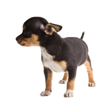 Beyaz arka planda kısa saçlı bir chihuahua köpeği.