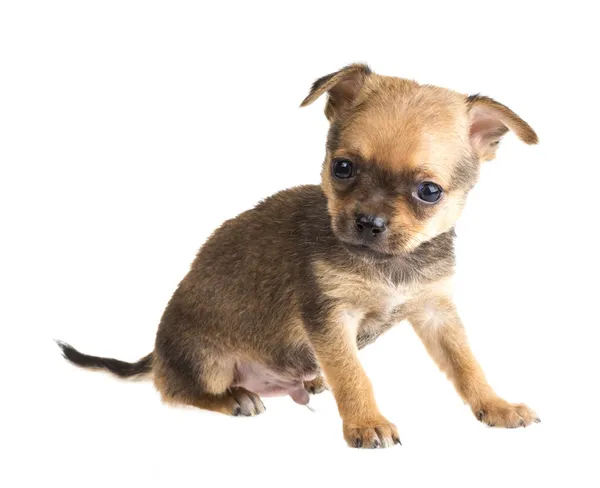 Chihuahua — Stockfoto