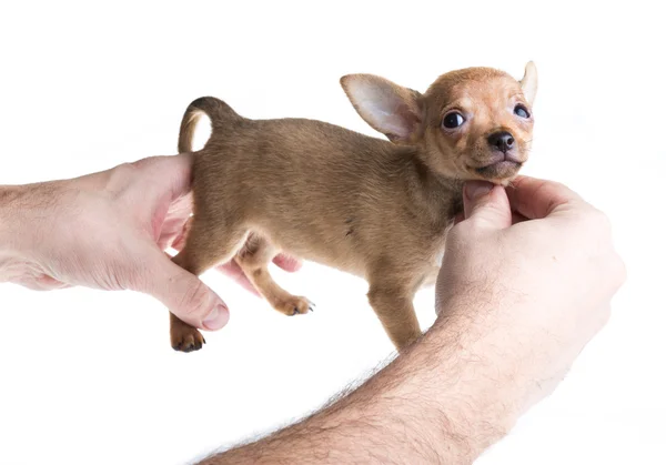 Cachorro chihuahua de cabelos curtos na frente de um fundo branco — Fotografia de Stock