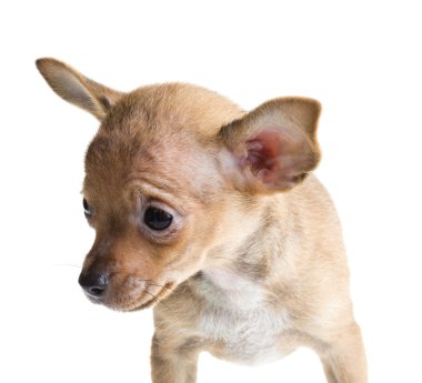 Beyaz arka planda kısa saçlı bir chihuahua köpeği.