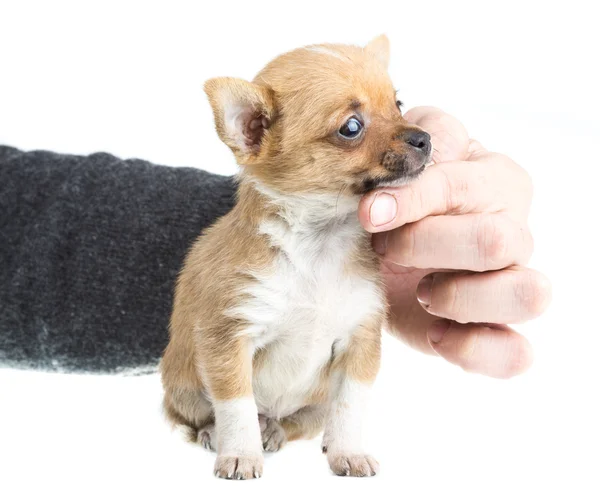 Chihuahua — Stockfoto