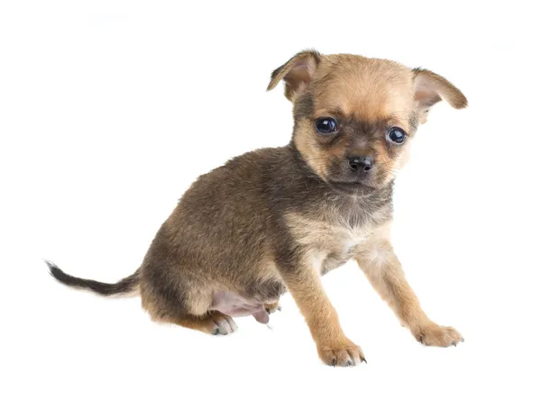 Chihuahua — Stockfoto