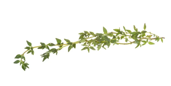 Fresh thyme — Stock Photo, Image