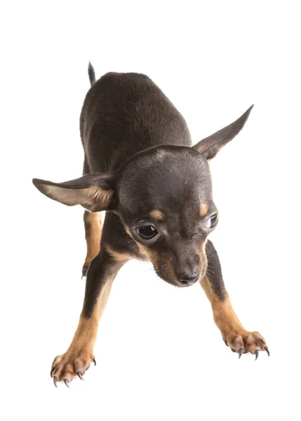 Russischer Toy Terrier, isoliert auf weißem Hintergrund — Stockfoto