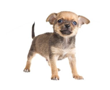 Chihuahua