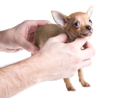 Beyaz arka planda kısa saçlı bir chihuahua köpeği.