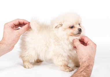 Beyaz arka planda Pomeranian Spitz köpekleri