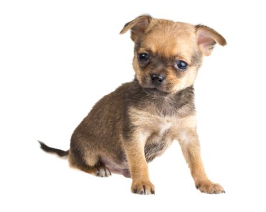 Chihuahua