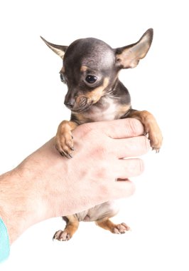 Rus oyuncak korkunç, beyaz bir arka plan üzerinde izole