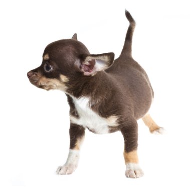 Beyaz arka planda kısa saçlı bir chihuahua köpeği.