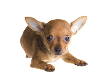 Beyaz arka planda kısa saçlı bir chihuahua köpeği.