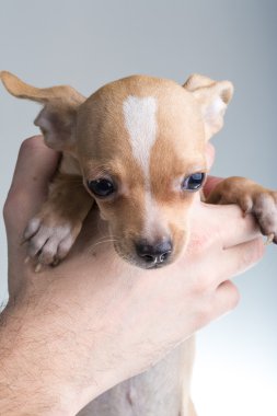 Chihuahua