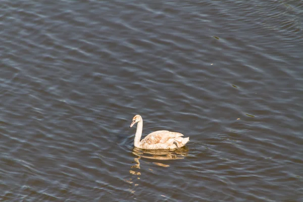 El primer plano del cisne blanco — Foto de Stock