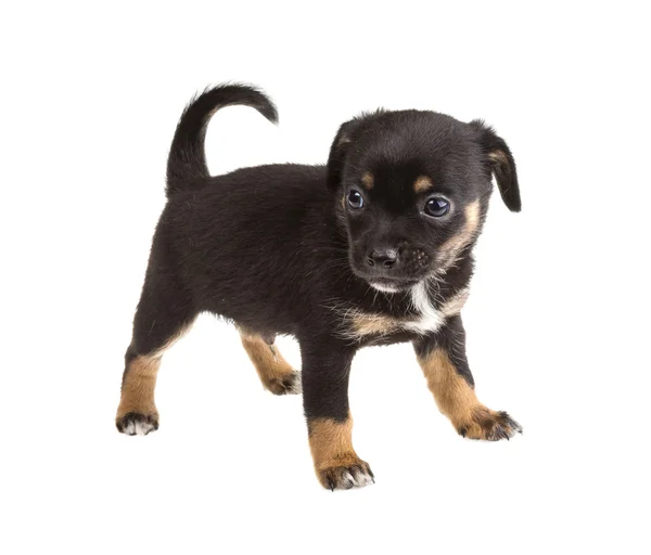 Chihuahua — Stockfoto