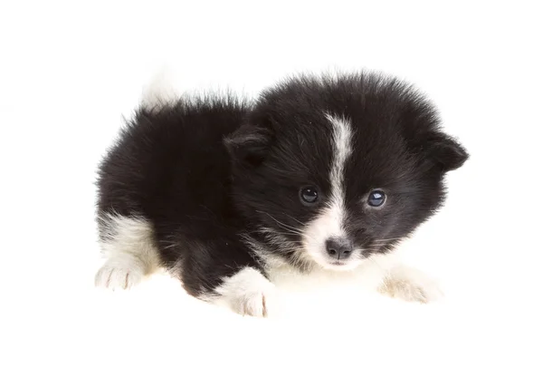 Retrato de spitz da Pomerânia — Fotografia de Stock