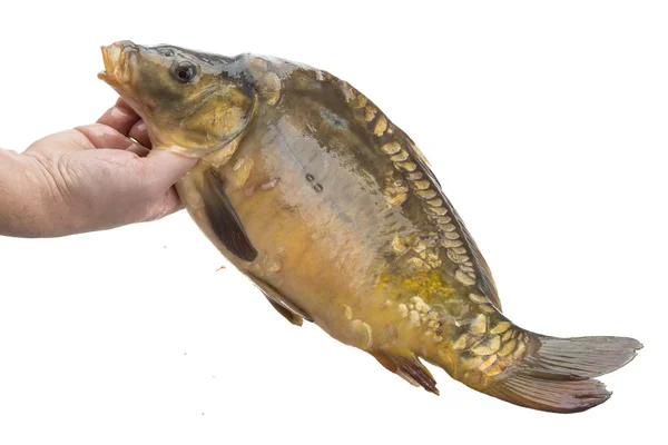 Raw fish carp — Stock Photo, Image