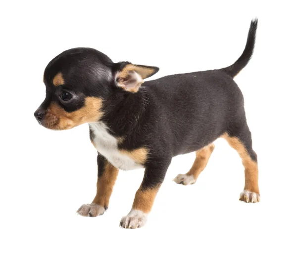 白い背景の前に短い毛のChihuahua子犬 — ストック写真
