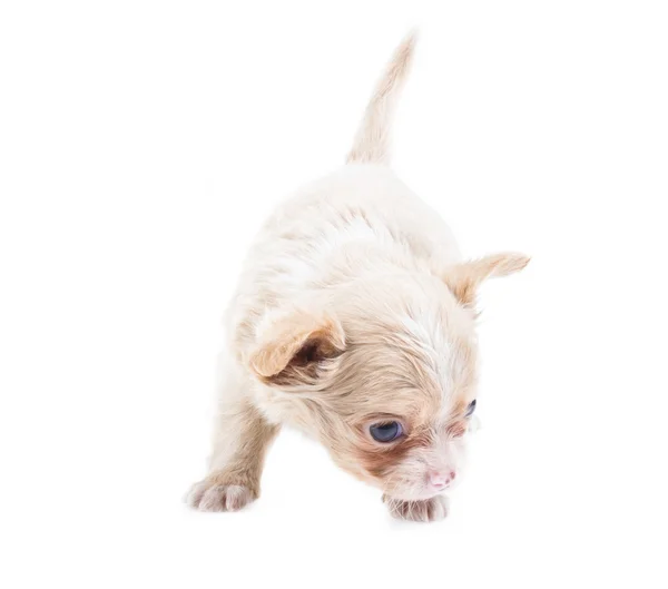 Legrační štěně čivava — Stock fotografie