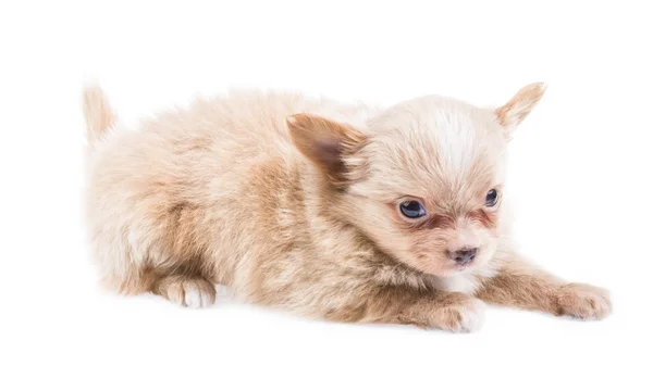 Grappige pup chihuahua — Stockfoto