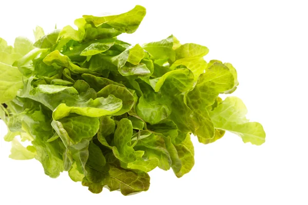 Salad leaves — Stock Photo, Image