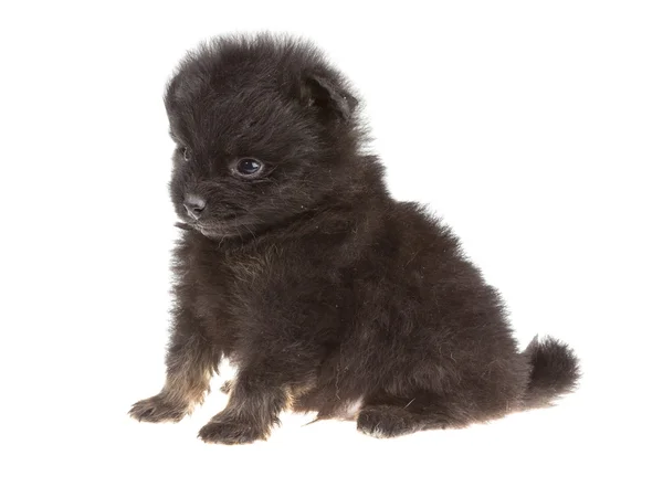 Retrato de Pomerania spitz — Foto de Stock