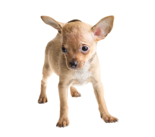 Kortharige chihuahua puppy voor een witte achtergrond — Stockfoto