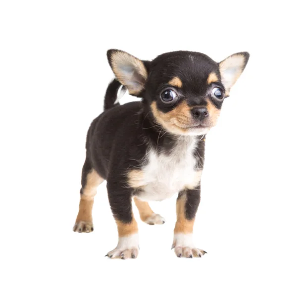 Cachorro chihuahua de cabelos curtos na frente de um fundo branco — Fotografia de Stock