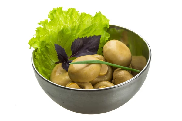 Rijp verse champignon — Stockfoto