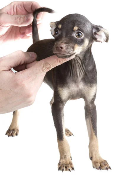 Terrier brinquedo russo, isolado em um fundo branco — Fotografia de Stock