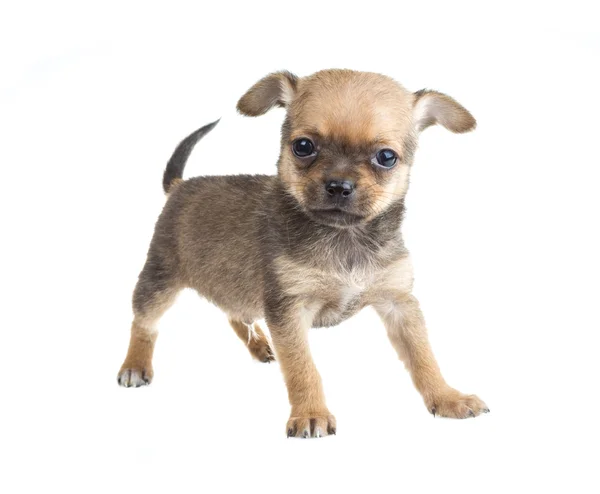 Chihuahua — Stockfoto