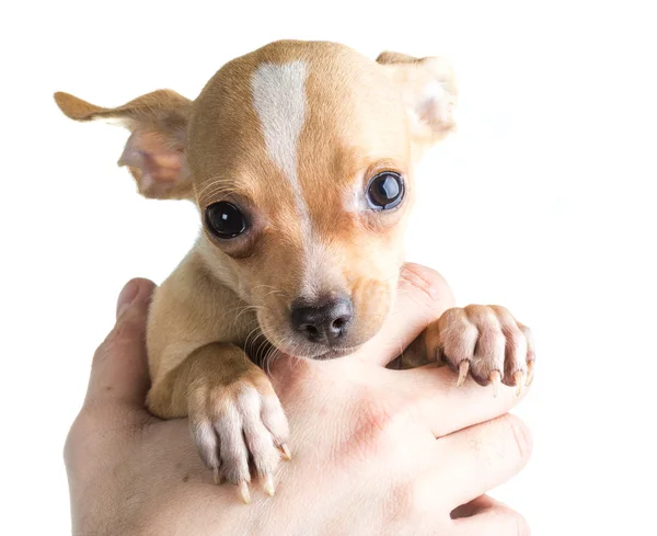 Chihuahua — Fotografia de Stock