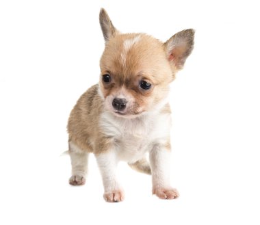 Chihuahua