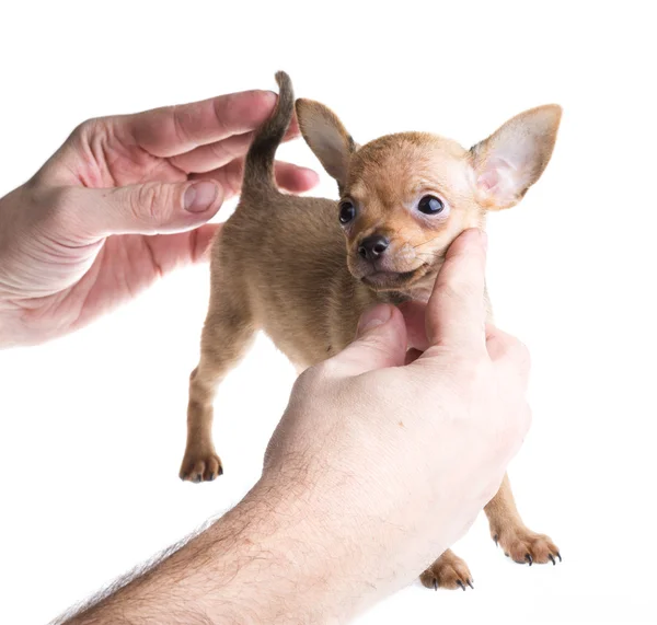 Kurzhaariger Chihuahua-Welpe vor weißem Hintergrund — Stockfoto