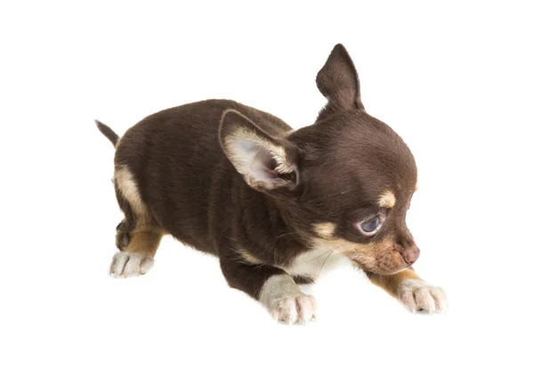 Kurzhaariger Chihuahua-Welpe vor weißem Hintergrund — Stockfoto