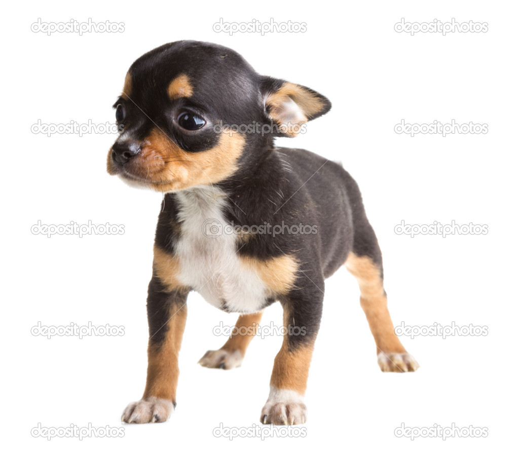 Short Haired Chihuahua Puppy In Front Of A White Background