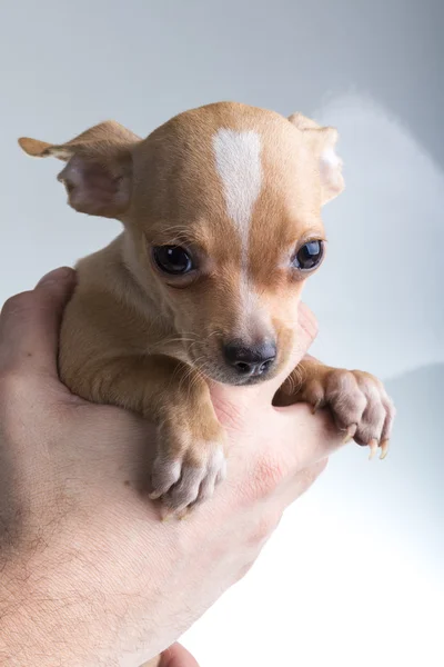 Chihuahua — Stockfoto